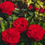 Balmoral™