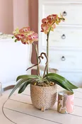 Bom Dia Orchids