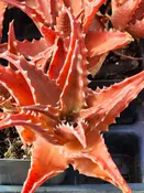 Aloe Dorotheae