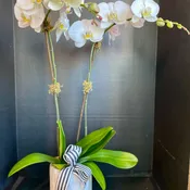 White Orchid