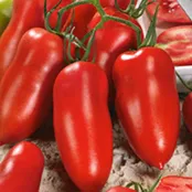 Andiamo Hybrid Tomato