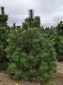 Austrian Pine | Pinus nigra — Northwest Shade Trees