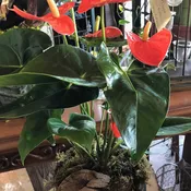 California Friendly Anthurium Plant