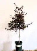 Acer palmatum ‘Red Emperor’