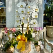 Large Signature Orchid Arrangement
