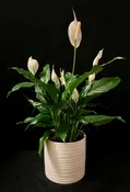 PEACE LILY (SPATHIPHYLLUM)
