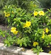 Allamanda 'Brown Bud'