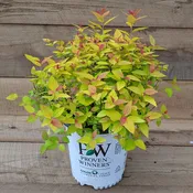 Double Play Candy Corn Spirea