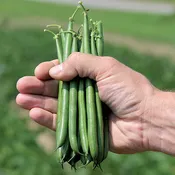 Aldrin (green Bush) Bean