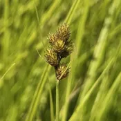 Bebb's Oval Sedge (Carex bebbii)