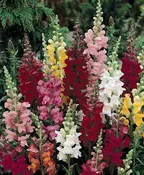 Add Snapdragons