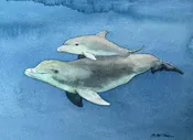 Dolphin Mom And Baby (Bottlenose) – Original Watercolor Painting Made In Hawaii