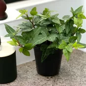 Ivy Houseplant, 6″ Pot
