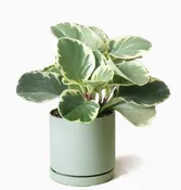 Dojo Flower Planter Pots With Drainage 3 Inch Planter