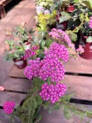 Yarrow Achillea New Vintage Violet 1G