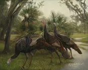 A Walk in the Park
