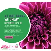 All About Dahlias