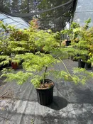 Emerald Lace Pre-Bonsai 4 yr (#968)