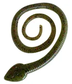 12" Sna-Koil