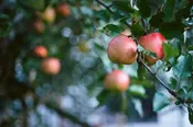 Anna Apple – Shipping Fall 2026