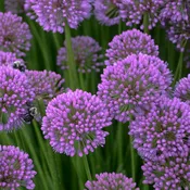 Allium, Millenium