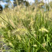 Hameln Fountain Grass – Pennisetum Alopecuriodes ‘Hameln’ (1Gal)