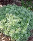 Artemisia Schmidtiana Silver Mound 4.5″