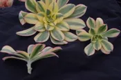 AEONIUM SUNBURST CUTTINGS