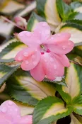 SunPatiens® 'Vigorous Tropical Salmon' Plants