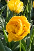 Yellow Pomponette Tulip Bulbs (25 Pack) | Premium Dutch Flower Bulbs — Burnside Farms