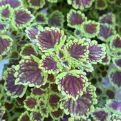 Coleus Burgundy Wedding Train 6" Pot