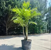 Christmas Palm Tree