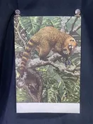 Axel Amuchastegui, Ring Tailed Coati, 20.75x14 South American Art Print K