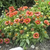 ‘Arizona Red Shades’ Blanket Flower