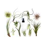20 Bulk Air Plant Assortment with Spray Bottle – 12 Varieties of Tillandsia