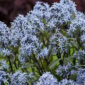 Amsonia tabernaemontana ‘Storm Cloud’
