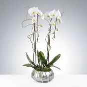 Two Stem Orchid Planter