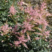 Astilbe Hennie Graafland