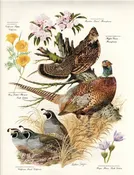 1957 ARTHUR B. SINGER | Ruffed Grouse Print — LINDELL FLOWER FARM