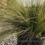 Nassella Tenuissima
