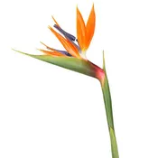 Bird of Paradise