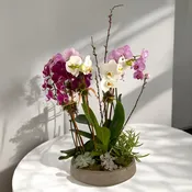 Luxe Orchid & Succulent Planter