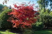 Maple - Japanese 'Crimson Queen'