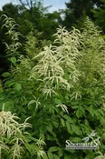 Aruncus Dioicus Goatsbeard Yellow 1 Gal