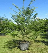 Acacia Tortuosa
