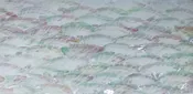Abalone - White Awing 033