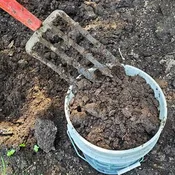Aged Chicken Manure – Dig your own!