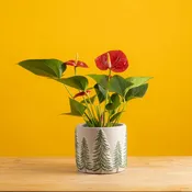 Anthurium | small
