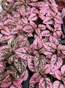 Hypoestes – Flat (36 Flowers) —  Wagenmaker Greenhouses
