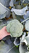 Abrams Broccoli (Treated Seed)